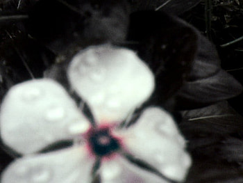 Sahana flower, black, dark, flower HD wallpaper
