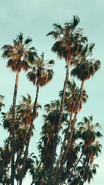 Palm tree , Stunning visuals, Paradise scenery, Exotic beauty HD phone wallpaper