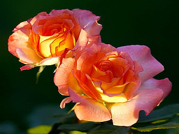 Blooms in the light, pink, green leaves, roses, glow, light HD wallpaper