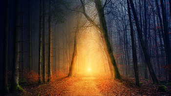 Beautiful Winter Forest Background Sunlight Nature HD wallpaper