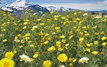 desert dandelions, blue, wild flowers, yellow, desert, spring, mountains HD wallpaper