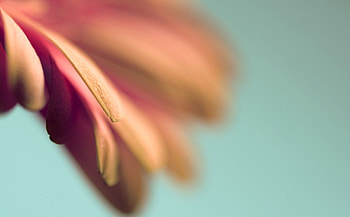 Background, Flower, Plant, Macro, Petals HD wallpaper