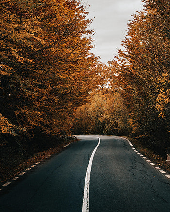 Nature, Trees, Autumn, Road, Turn, Asphalt HD phone wallpaper
