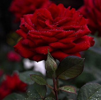 Rose, great, love, red HD wallpaper