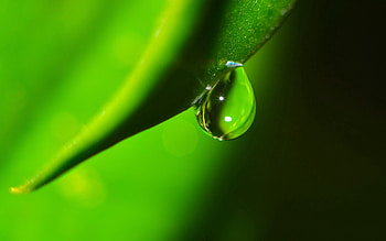 Grass, Plant, Macro, Shadow, Drop, Dew HD wallpaper