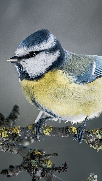 Tit Bird , Exclusive, High-definition Beauty, Eye-catching Resolution HD phone wallpaper