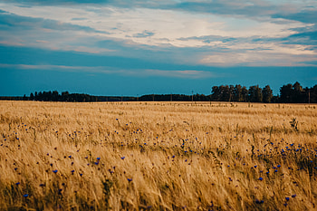 Nature, Flowers, Blue Cornflowers, Wheat, Field HD wallpaper