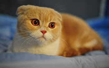 Scottish Fold, Beautiful animals HD wallpaper