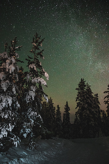 Clean sky, night, tree, outdoor HD phone wallpaper