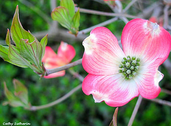 Spring Blossoms, branch, flower, leaf, nature, blossom, tree, dogwood HD wallpaper