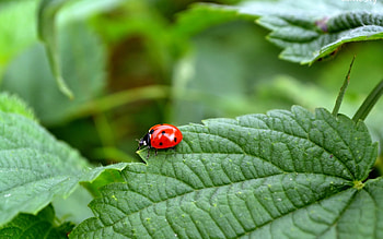 Insects, Ladybugs HD wallpaper