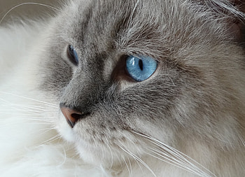 Animals, Cat, Fluffy, Muzzle, Blue Eyed, Blue-Eyed HD wallpaper