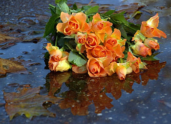 ღ❤ღ, rose, petals, flower, drops, macro HD wallpaper