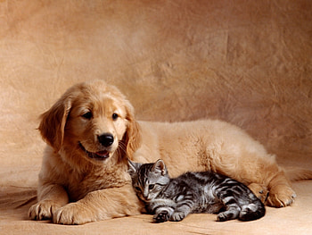 Animals, Cats, Dogs HD wallpaper