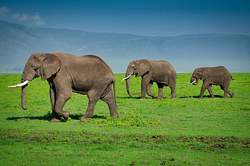 Epic safari quotes, Captions, Lost on safari HD wallpaper