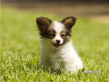 Puppy in the grass, animal, dog, puppy, friend, pet HD wallpaper