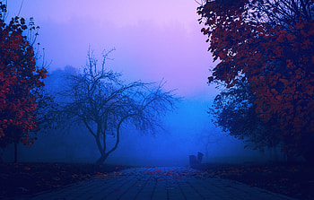 Morning Mist, mist, nature, Morning, tree HD wallpaper