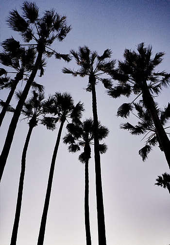 Nature, Sky, Twilight, Palms, Dark, Dusk HD phone wallpaper