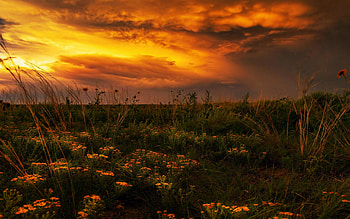 Amazing sunset on the back side of a thunderstorm in Eastern Colorado, sky, landscape, colors, clouds, flowers, usa HD wallpaper