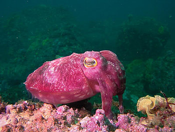 Sealife, pink, coral, ocean HD wallpaper