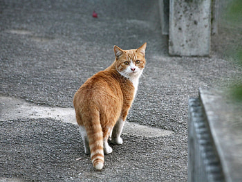 Animals, Cat, Spotty, Spotted, Stroll, Street HD wallpaper