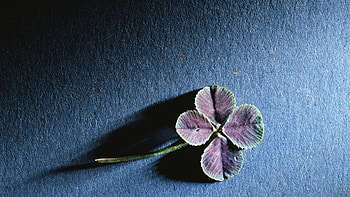 Background, Leaves HD wallpaper