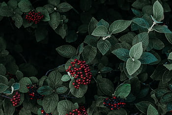 Close-up of vibrant red berries nestled within lush green leaves, creating a striking natural contrast. HD wallpaper