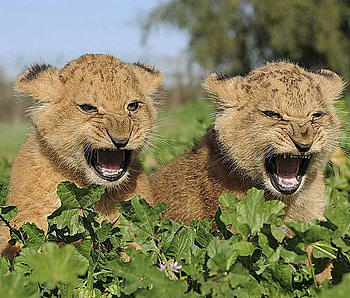 angry cubs, animals, hot, cute, angry, cubs HD wallpaper