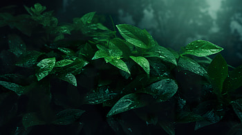 Green Aesthetic Leaf, aesthetic, green aesthetic, nature, leaf HD wallpaper