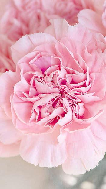Pink carnation flower, U HD phone wallpaper