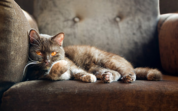 Animals, Cat, To Lie Down, Lie, Relaxation, Rest, Sleep, Dream, Armchair HD wallpaper