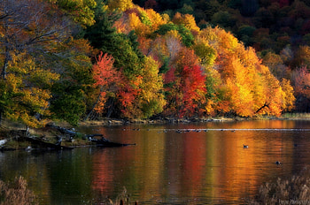 Trees on the River, Trees, Nature, the, lake, River, on HD wallpaper