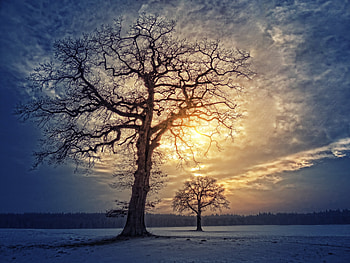 Big trees, clouds, landscape HD wallpaper