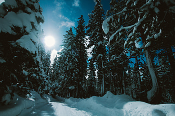 Winter, Nature, Trees, Snow, Road, Forest, Sunlight HD wallpaper