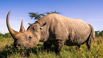 Increasing black rhino population, Positive conservation trends, African rhino population, Ecological achievement HD wallpaper