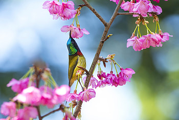 Sunbird, colorful, blossom, flowers HD wallpaper
