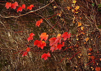 red autumn, autumn, red HD wallpaper