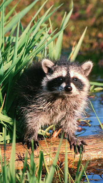 Charming raccoon, Nature's glory, Wildlife wonder, Outdoor adventure HD phone wallpaper