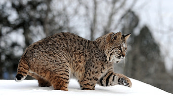 Lynx, Big cats, Wild animals, Pet birds HD wallpaper