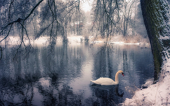 Swan in Winter, trees, river, water, snow HD wallpaper