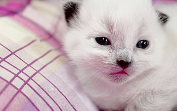 Animals, Kitty, Kitten, Muzzle, Spotted, Spotty HD wallpaper