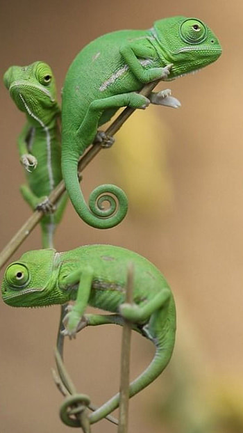 Chameleon, Green, Chameleon Green HD phone wallpaper