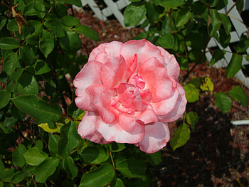 Pink Powder-puff Rose, rose, pink, powder-puff, florida HD wallpaper