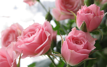 Plants, Flowers, Roses HD wallpaper