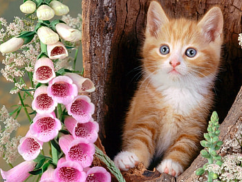Animals, Cats HD wallpaper