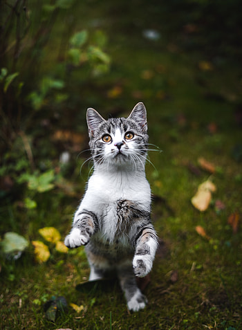 Cute, feline cat, play HD phone wallpaper