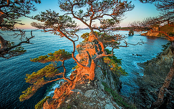Stony Bay, sea, sky, water, rocks, tree HD wallpaper