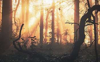Nature, Trees, Dawn, Shine, Light, Forest, Fog HD wallpaper