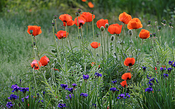 Poppy Meadow, poppies, cornflowers, meadow, flowers HD wallpaper