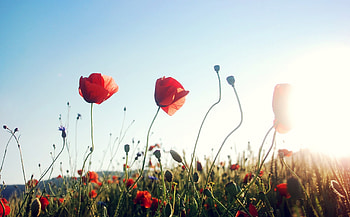 Poppies in the Sun, Flowers, Nature, Sunshine, Poppies HD wallpaper